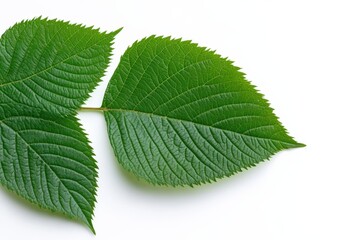 Obraz premium Green leaves on white background