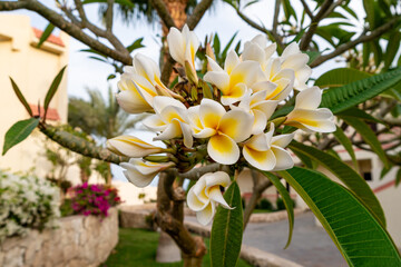Tropical White Flower Branch Close up. Perfect Background for Travel Concept in Egypt. Plumeria Flowers