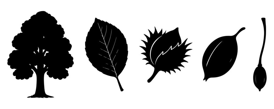 Silhouette of Beech Tree, Leaf, and Nuts