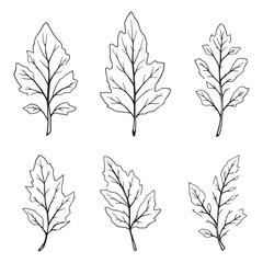 Green birch tree twig with leaves line art vector