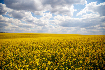 Fototapeta premium View of a blooming rapeseed field in spring. Sky and blooming rapeseed fields. The concept of agriculture, landscape, ecological disaster. 