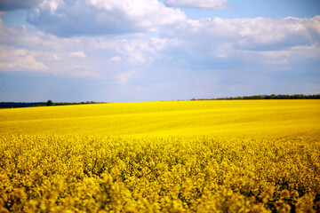Obraz premium View of a blooming rapeseed field in spring. Sky and blooming rapeseed fields. The concept of agriculture, landscape, ecological disaster. 