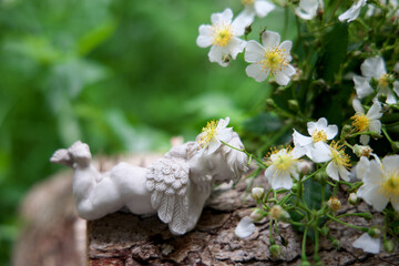 白い野バラと眠る天使