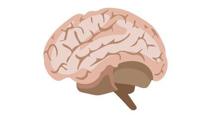 Human brain intricate design stunning visual perfect for medical education psychology studies understanding mind power amazing detail