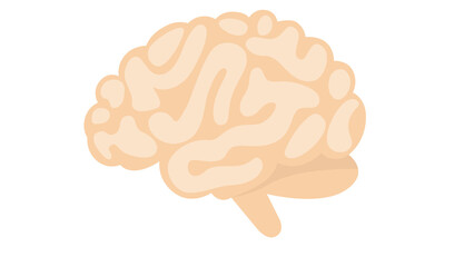 Human brain illustration detailed anatomy medical science knowledge power mind intellect