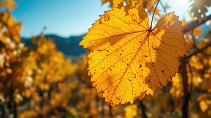 Fototapeta premium Golden Grape Leaf in Autumn Vineyard