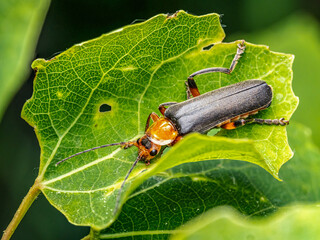 Bombardier beetle sitting on a plant leaf