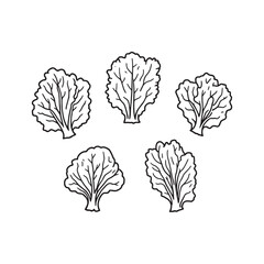 Healthy Picked Lettuce Isolated on White Background Illustration