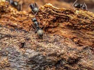 Close-Up View of Ants on Bark in Their Natural Habitat