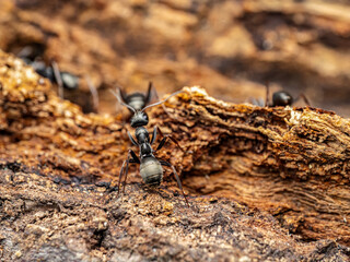 Close-Up View of Ants on Bark in Their Natural Habitat