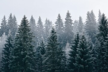 Obraz premium Snow-dusted pines in a silent winter forest