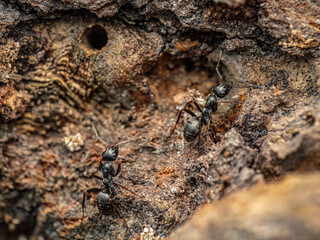 Close-Up View of Ants on Bark in Their Natural Habitat
