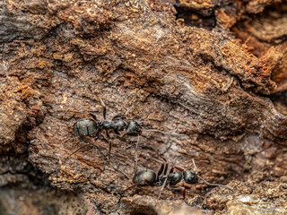 Close-Up View of Ants on Bark in Their Natural Habitat