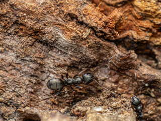 Close-Up View of Ants on Bark in Their Natural Habitat