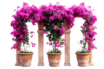 Three Arch of pink bougainvillea in pots, isolated on a transparent background