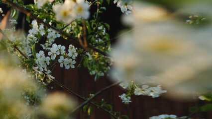 White flowers of cherry blossoming. Widescreen spring background