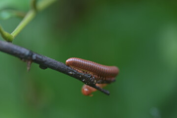Millipede on a Branch A Close-up of a Brown Insect in Nature