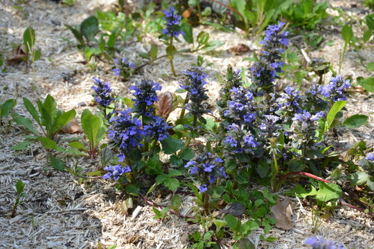 Ajuga reptans Catlin's Giant_Bugle blue in spring,ground cover plants