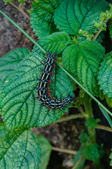 a black caterpillar on a green leaf