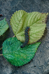 a black caterpillar on a green leaf