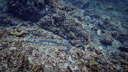 Underwater photo of a Banded Sea Snake, Krait at a coral reef. From a scuba dive in Koh Lanta, Thailand.