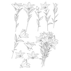 vector illustration of a flowers