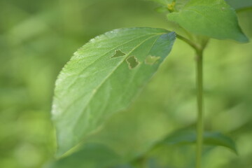 Lush Green Plants in the Wild