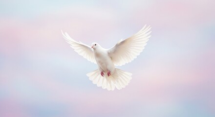 Obraz premium Radiant dove soars against a pastel sky wings spread wide