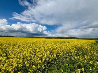 yellow rapeseed field and big clouds on the sky