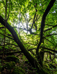 Lush forest scene featuring a canopy of vibrant green leaves filtering sunlight. Tranquil, natural setting with mossy trees. Ideal for nature, conservation, or peaceful escape concepts.