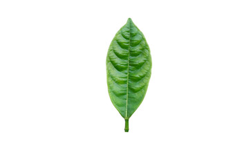 Beautiful green leaves isolated on white background.environmental concept Isolated on clean background	