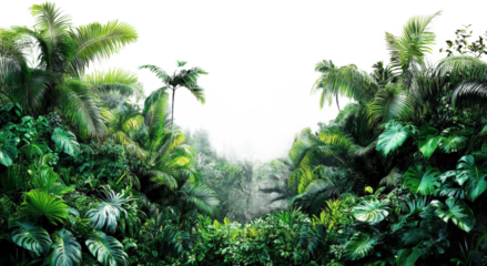 Lush Tropical Rainforest Ecosystem