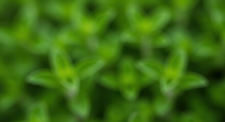 Obraz premium Soft focus greenery showing vibrant abstract organic shapes creating a soothing botanical pattern