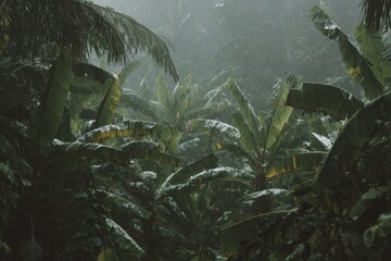 Tropical rainforest covered in heavy snow creating a surreal winter wonderland in a lush green environment during a rare weather event