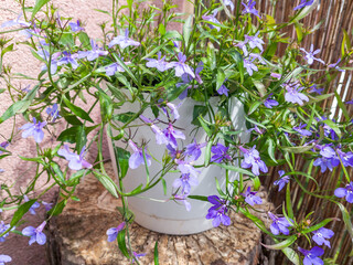 White pot filled with blooming light purple Lobelia flowers, placed on a weathered wooden stump against a textured wall and bamboo fence.