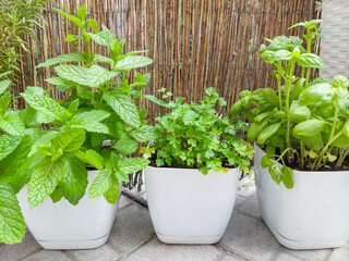 Three white pots containing green plants including mint, flat-leaved parsley, and basil, set against a bamboo fence.