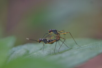 Close-up of two flies mating on a green leaf