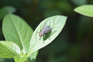 A close-up photograph of a housefly on a green leaf