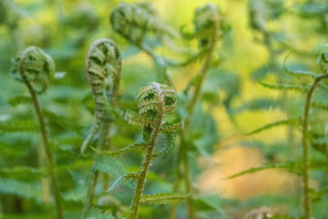 Fototapeta premium Ferns opening up in spring