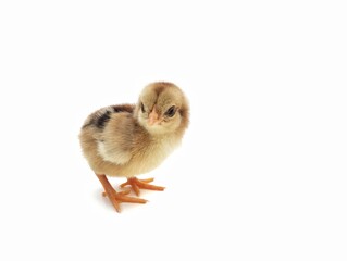 Brown chick isolated on white background 