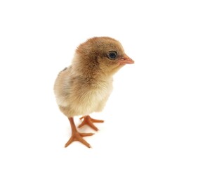 Red chick isolated on white background 