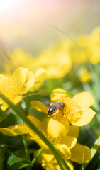 Bee and flower. Close up of a large striped bee collects honey on a yellow flower on a Sunny bright day.