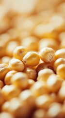 Pile of Golden Chickpeas a Nutrient Rich Staple Food with Abundant Texture and Healthy Ingredient Perfect for Vegan and Vegetarian Diets in Macro Detailed Shot