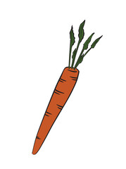 Carrot vector illustration. Hand drawn vegetable.