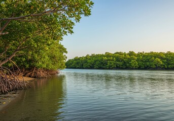Tranquil Mangrove Forest Along Calm Waterway with Lush Greenery and Reflections Under Clear Sky in Nature Landscape