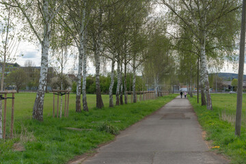People Walking on Scenic Tree-Lined Path in Spring