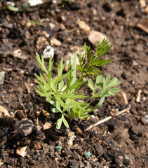 Close up of carrot leaves growing in a garden vegetable patch