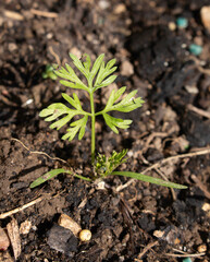Close up of carrot leaves growing in a garden vegetable patch