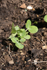 Mange Tout Sugar Pea Seedling germinating baby plant growing on a vegetable patch