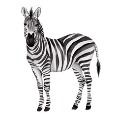 Watercolor Realistic Zebra without background.